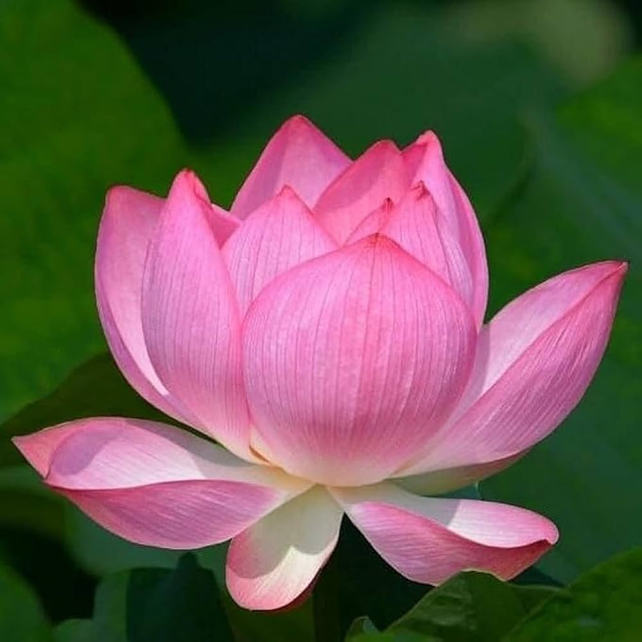 lotus